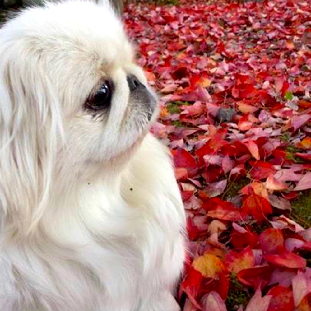 Meet your Posher, Addy